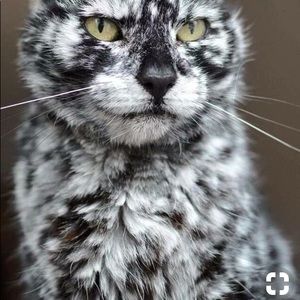 Meet your Posher, Sheila